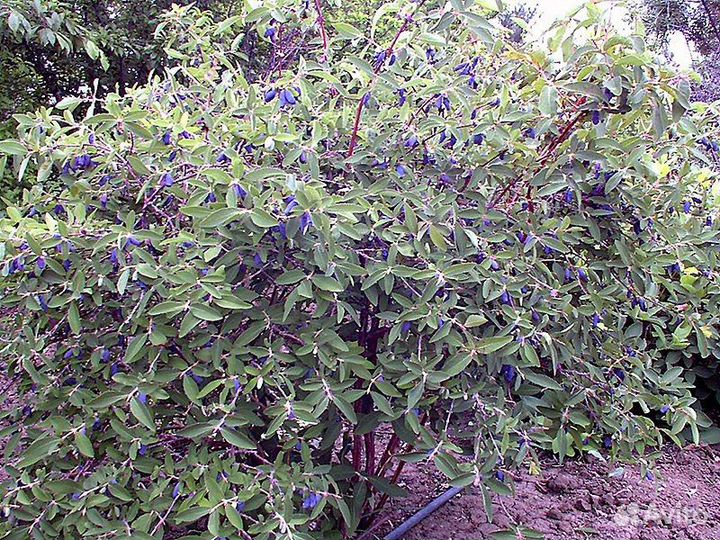 Жимолость сортовая, Облепиха