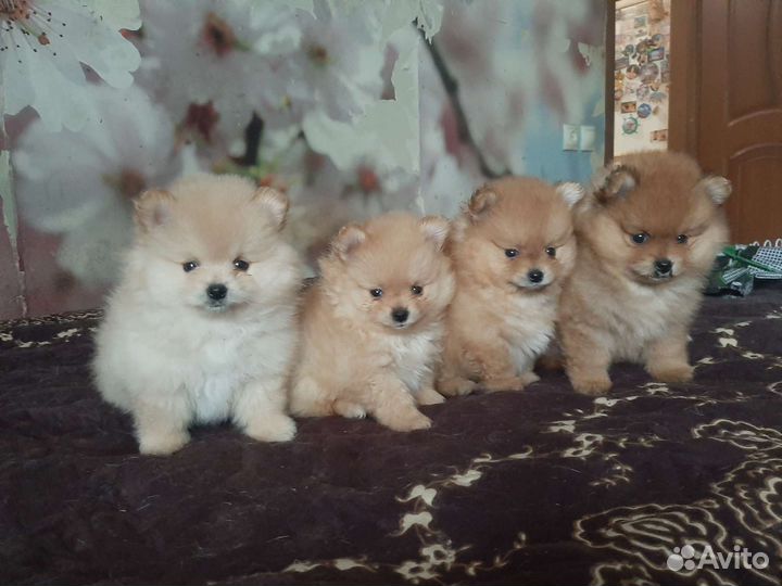 Померанский шпиц