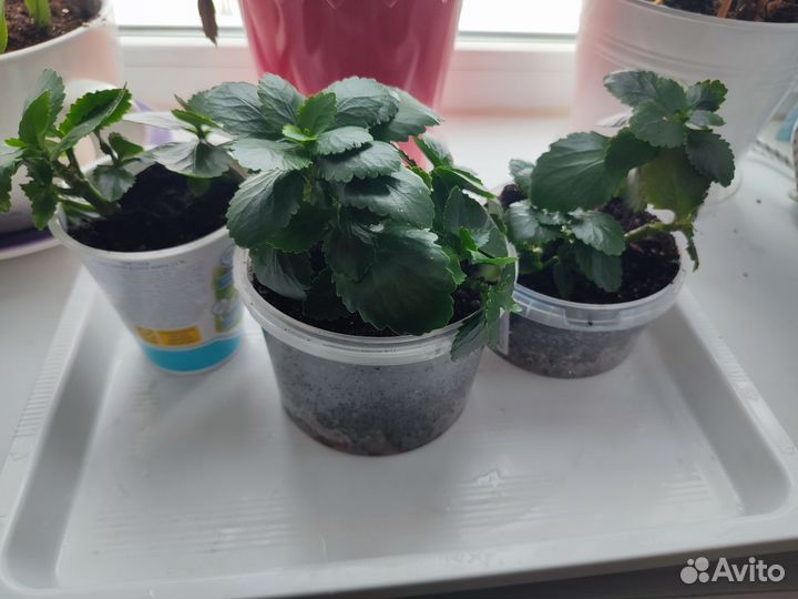 Декоративное каланхоэ ростки