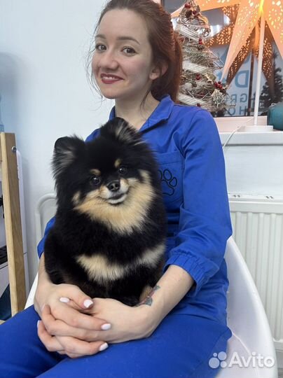 Стрижка собак и кошек