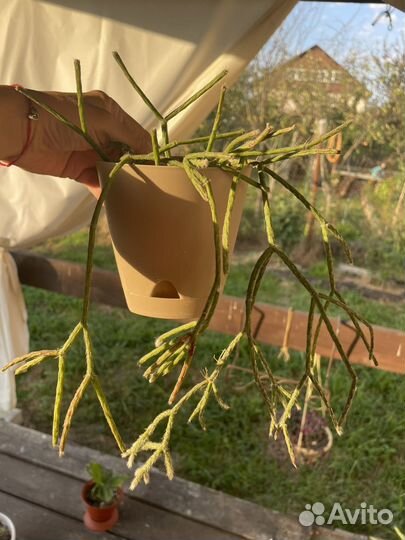 Толстянка крассула и другие