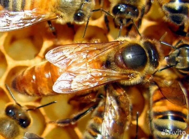 Пчелы матки плодные отправляю по РФ
