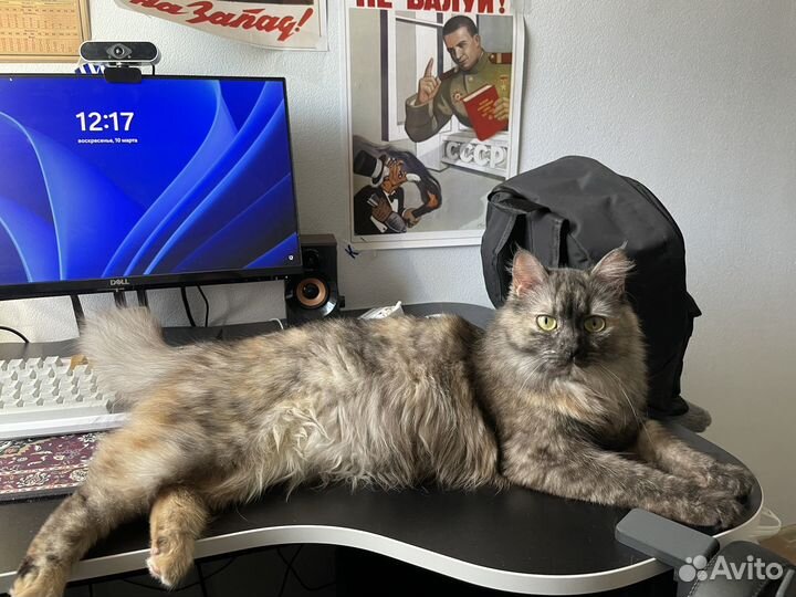 Отдам кошку в добрые руки