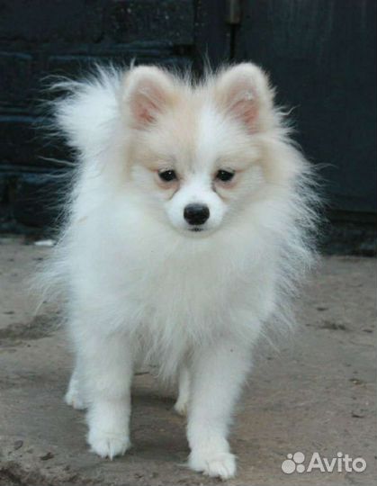 Девочка шпиц