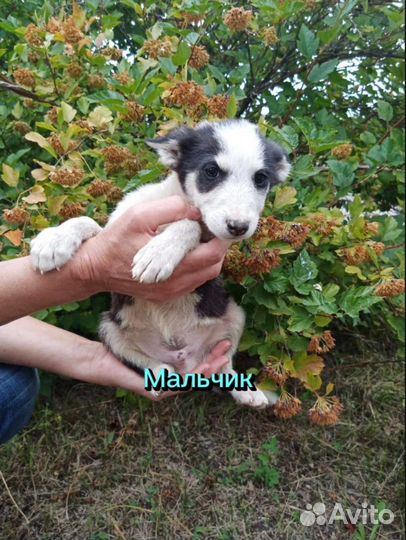 Щенки мальчики, девочки