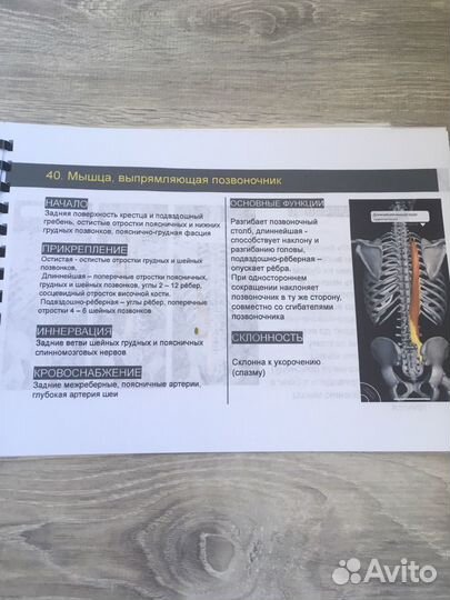 Анатомия для фитнес тренеров