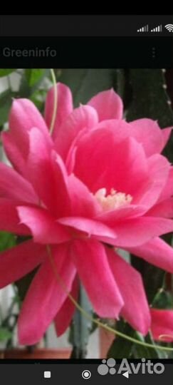 Красавица ночи (эпифиллум) цикломеннового цвета