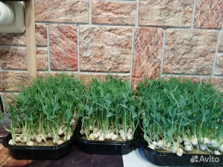 Микрозелень