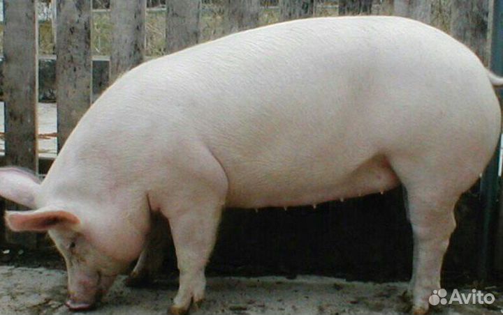 Супоросные свиноматки