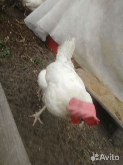 Куры несушки, 1,5 года