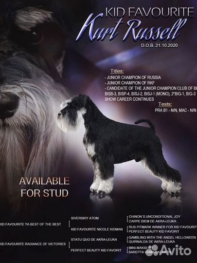 Цвергшнауцер вязка