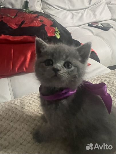 Шотладские котята