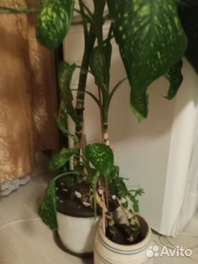 Большой комнатный цветок