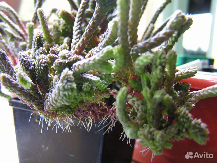 Суккуленты