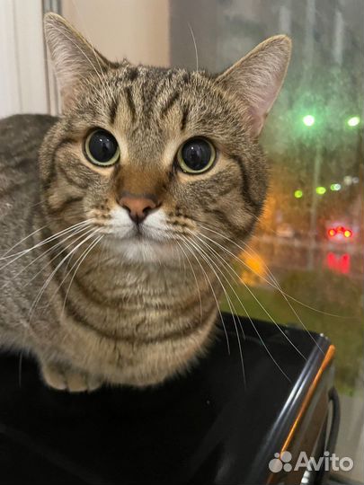 Отдам кота