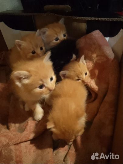 Котята рыжие пушистые