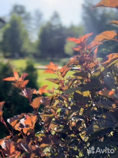 Пузыреплодник калинолистный Диаболо