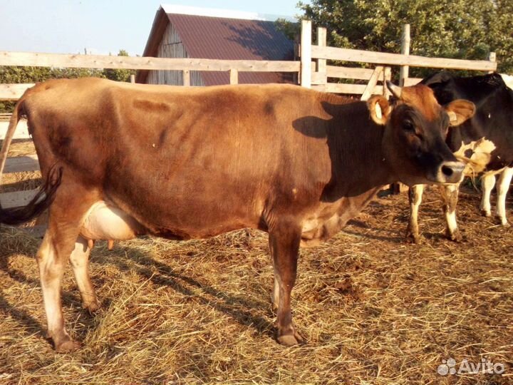 Телочка джерсейская