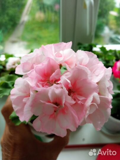 Сортовые пеларгонии