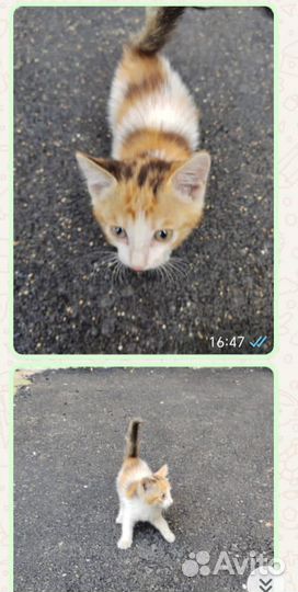 Отдам в добрые руки