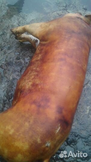 Мясо свинина