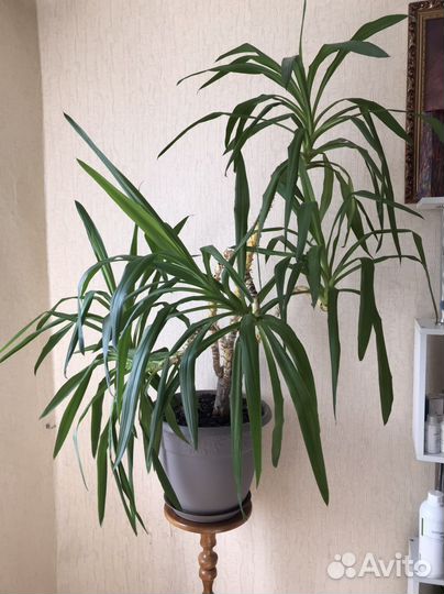 Юкка пальма