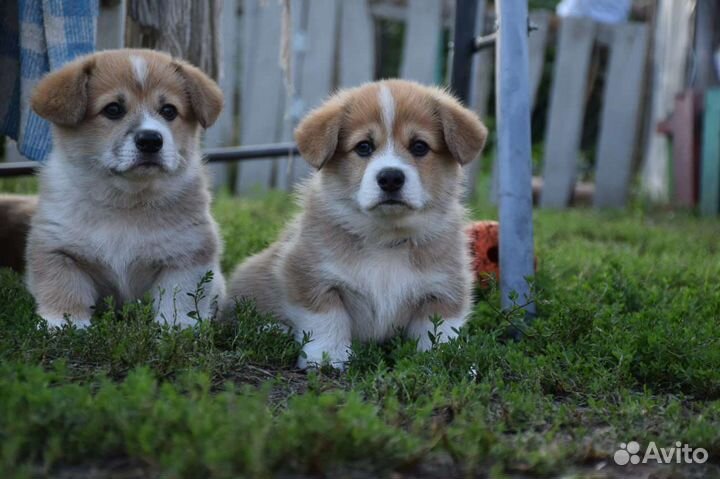 Продам щенка пемброка