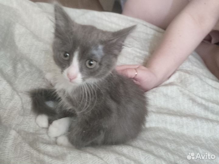 Котёнок