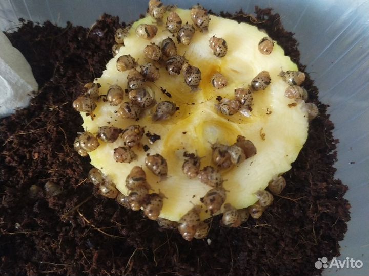 Улитки Ахатины