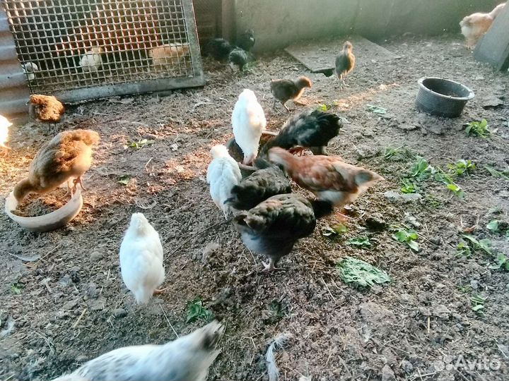 Куры цыплята