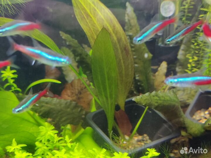 Эхинодорус фенси твист