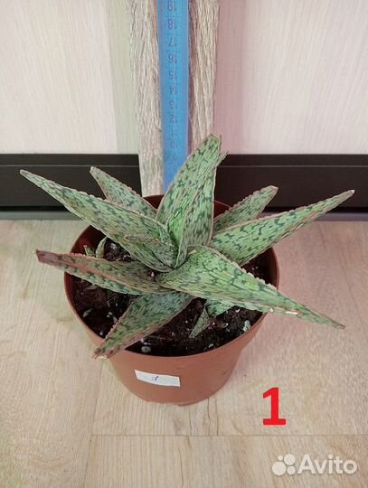 Комнатное растение. Суккулент