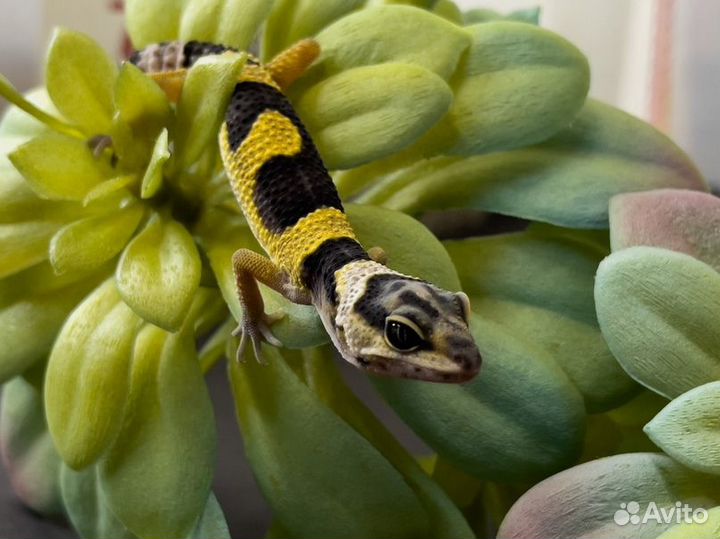 Эублефар, неопред