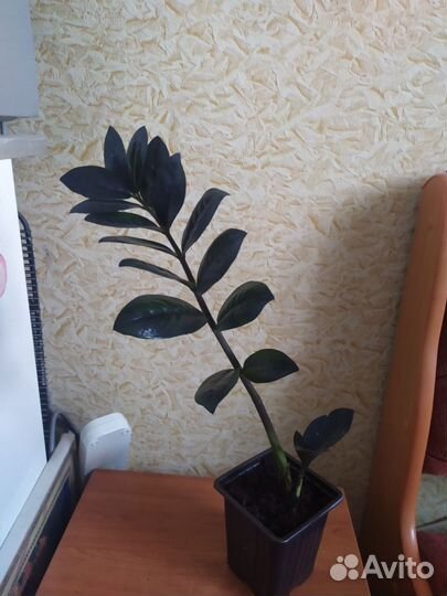 Замиокулькас черный равен(долларовое дерево)