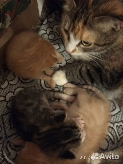 Котята в добрые руки