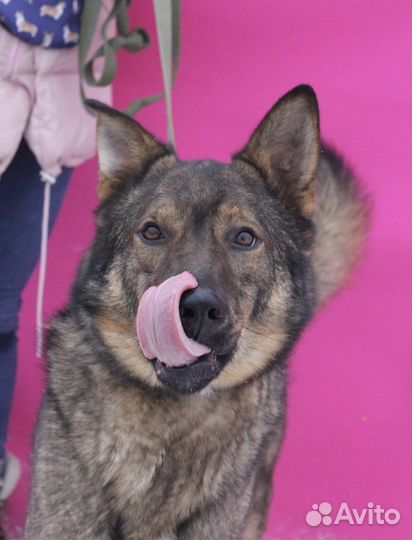 Шикарный пес в добрые руки