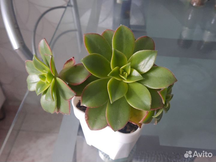 Эониум киви