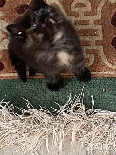 Котята в добрые руки даром бесплатно