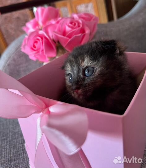 Котята от вислоухой мамы