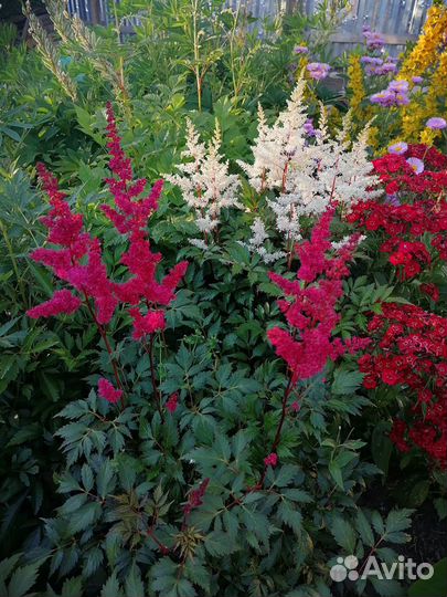 Многолетние садовые цветы