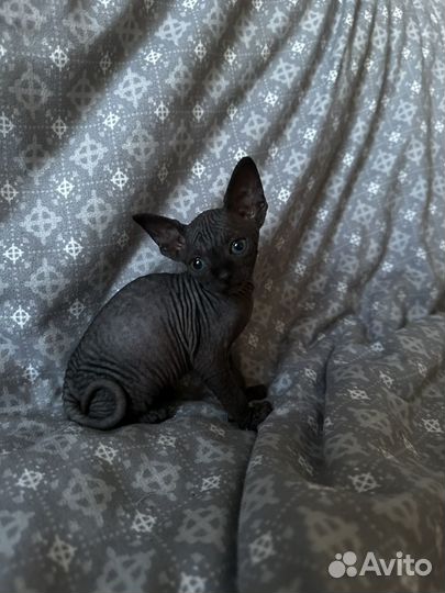 Канадский сфинкс