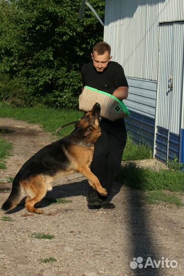 Дрессировка собак на охрану
