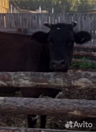 Корова дойная