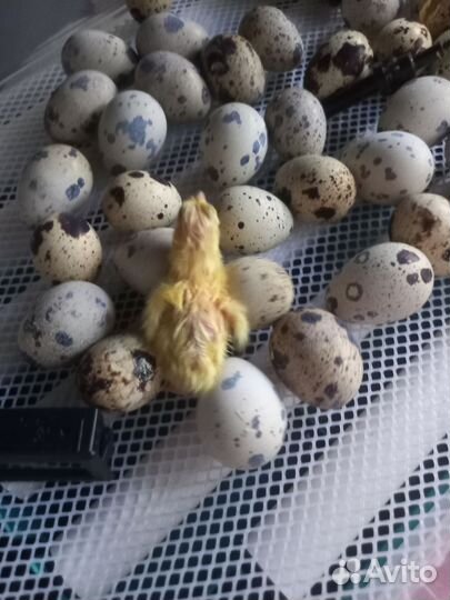 Яйцо перепелиное инкубационное