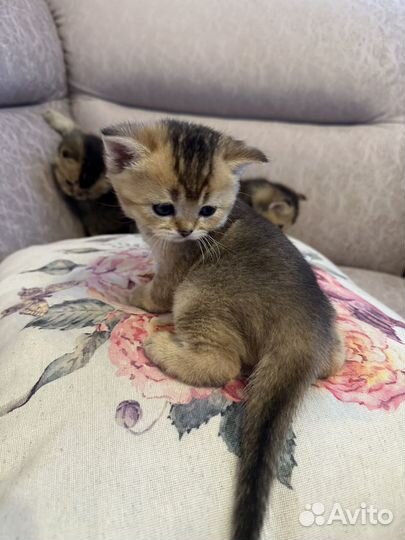 Британские котята