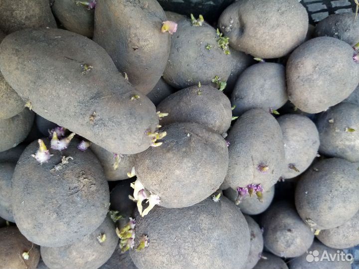 Семенной картофель