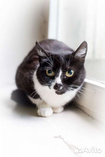 Кошка Ласка