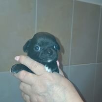 Чихуахуа, щенок