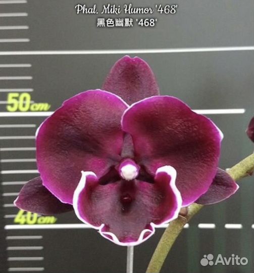 Орхидея фаленопсис