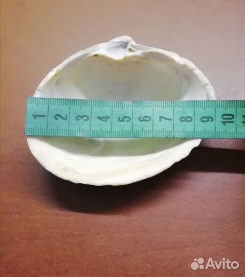 Морские раковины